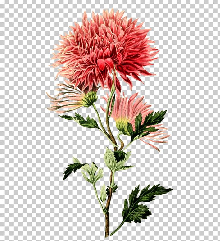 Chrysanthemum ×grandiflorum Botanical Illustration Botany Flower PNG, Clipart, Botanical Illustration, Botany, Chrysanthemum, Flower Flower Free PNG Download