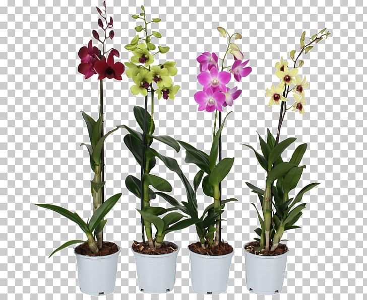 Dendrobium Nobile Dendrobium Orchids Cooktown Orchid Flower PNG, Clipart, Cooktown Orchid, Cut Flowers, Dendrobium, Dendrobium Densiflorum, Dendrobium Nobile Free PNG Download