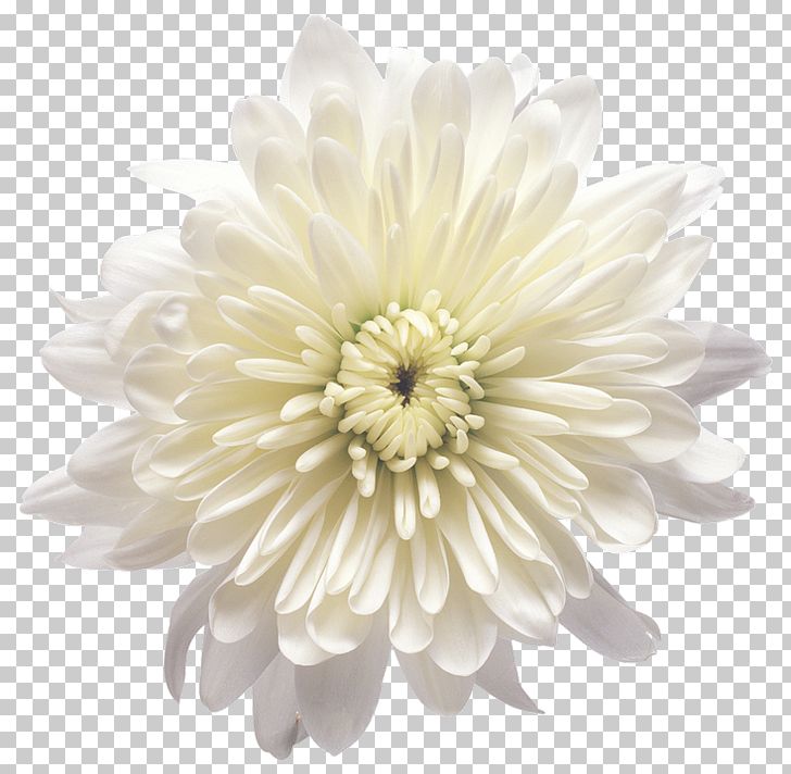 Flower White Balloon PNG, Clipart, Balloon, Birthday, Black And White, Bopet, Chrysanthemum Free PNG Download