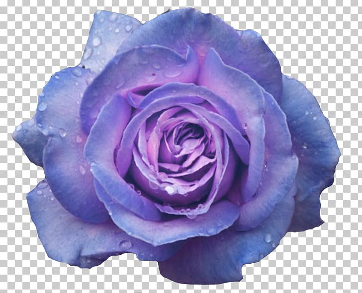 Garden Roses Blue Rose Cabbage Rose Desktop Flower PNG, Clipart, Blue, Blue Rose, Cut Flowers, Desktop Wallpaper, Filigrana Free PNG Download