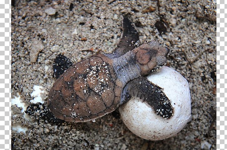 Hawksbill Sea Turtle Common Snapping Turtle Egg PNG, Clipart, Animal, Animals, Box Turtle, Common Snapping Turtle, Eastern Box Turtle Free PNG Download