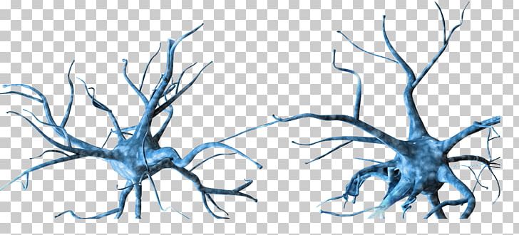 Neuron Nervous System PNG, Clipart, Artwork, Brain, Branch, Cell, Color Free PNG Download