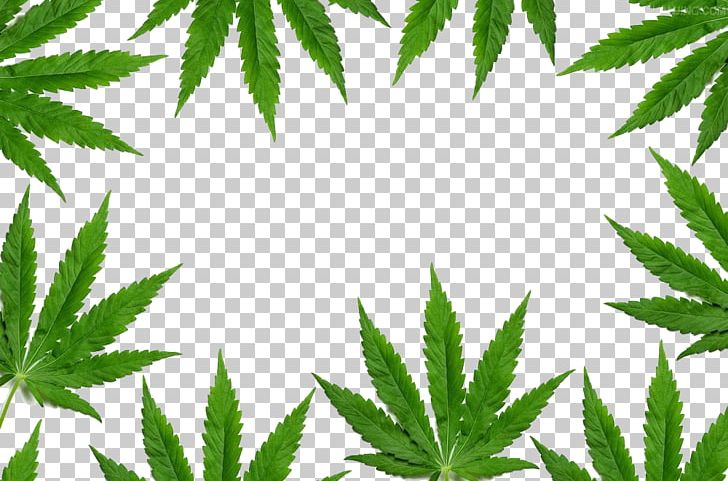 New York Cannabis Shutterstock PNG, Clipart, Border Frame, Certificate Border, Christmas Border, Drug, Encapsulated Postscript Free PNG Download