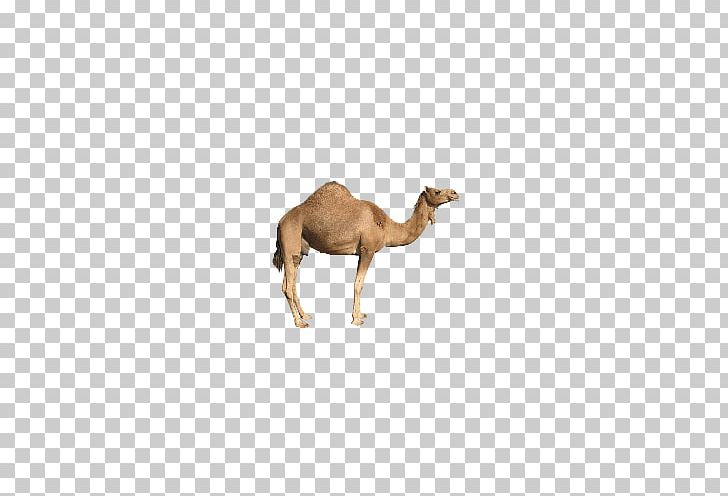 Bactrian Camel Baby Arabic Alphabet Better Than Before Screenshot Android PNG, Clipart, 3d Animation, Android, Animal, Animal Material, Animals Free PNG Download