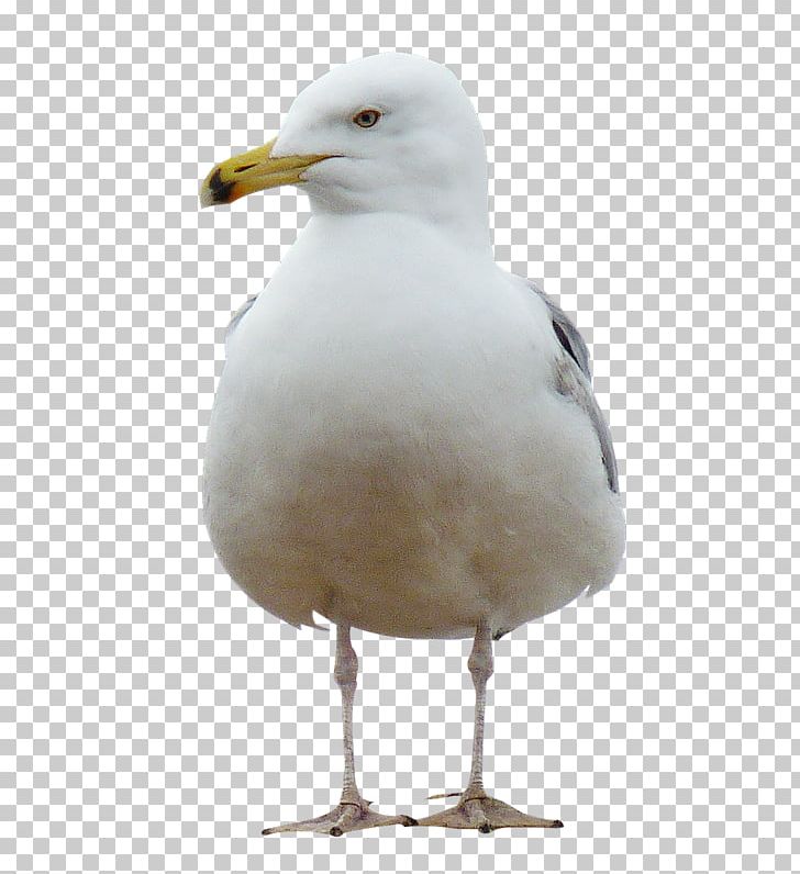 Bird Mouette PNG, Clipart, Animals, Beak, Charadriiformes, Computer Icons, Download Free PNG Download