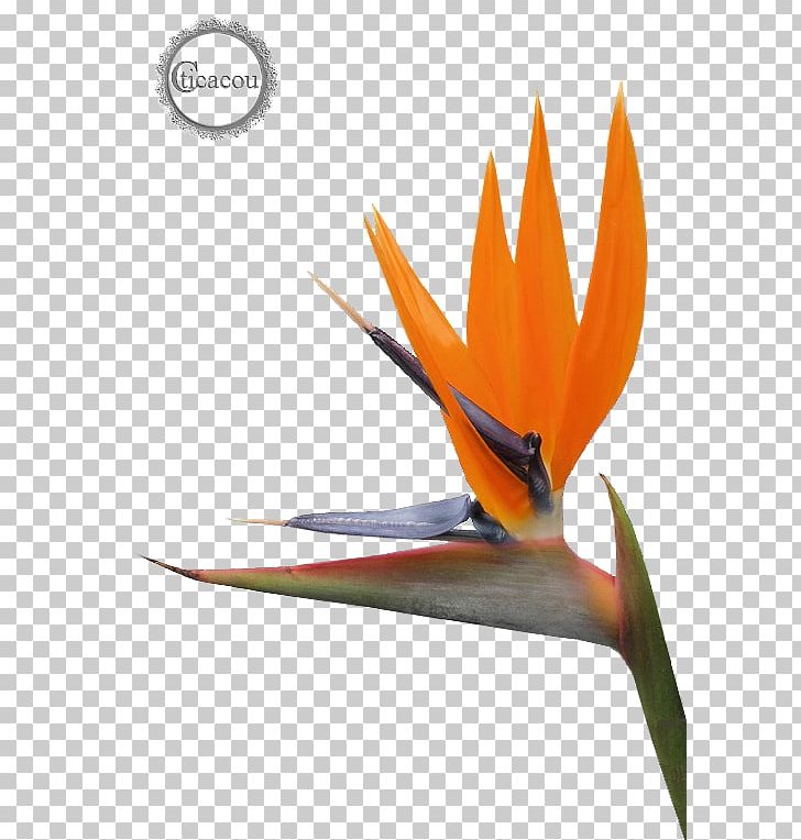 Bird Of Paradise Flower Lobster-claws PNG, Clipart, Beak, Bird, Bird Of Paradise Flower, Computer Monitors, Desktop Wallpaper Free PNG Download