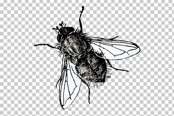 Insect Microsoft PowerPoint Fly Presentation Slide PNG, Clipart, Animals, Arthropod, Butter Flies, Computer Wallpaper, Download Free PNG Download