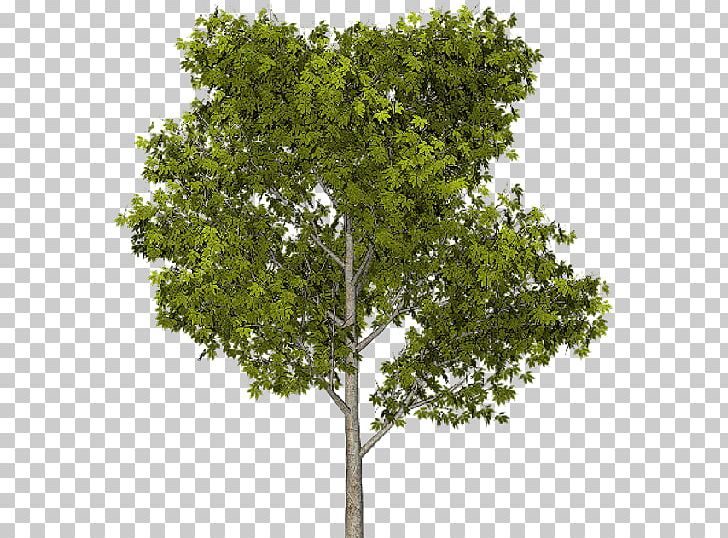 The Hidden Life Of Trees: What They Feel PNG, Clipart, Adobe Imageready, Agac, Agac Resimleri, Branch, Computer Icons Free PNG Download