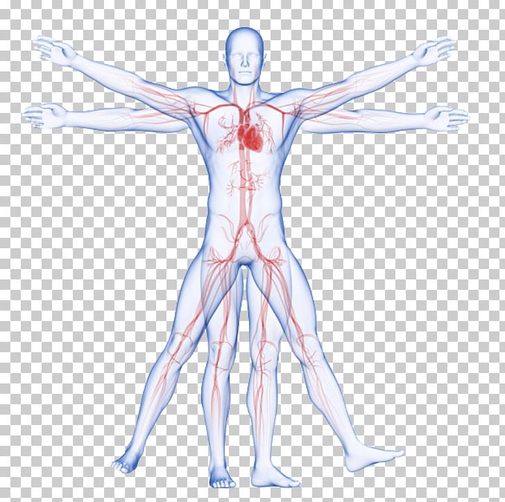 Circulatory System Vitruvian Man Artery Human Body Arm PNG, Clipart, Abdomen, Aorta, Art, Back, Blood Vessel Free PNG Download