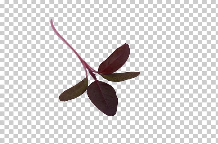 Herb Oru Farm OÜ Bambona AS Marjoram Basil PNG, Clipart, Amarant, Amaranth, Basil, Bible, Chard Free PNG Download