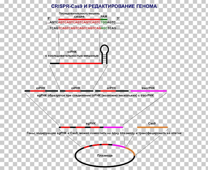 CRISPR Cas9 Genome Editing Plasmid Research PNG, Clipart, Angle, Area, Biology, Cas9, Circle Free PNG Download
