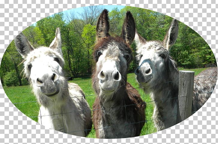 Donkey Mule PNG, Clipart, Alpaca, Animals, Camel Like Mammal, Computer Icons, Cottage Free PNG Download