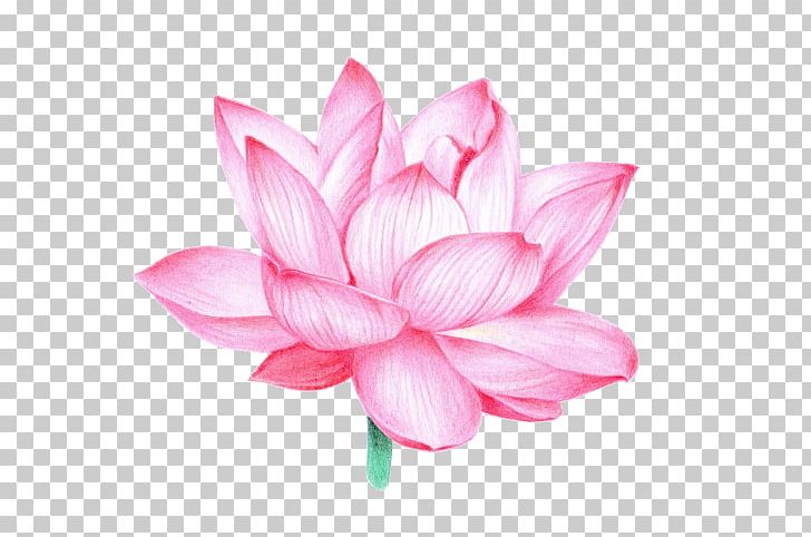 Nelumbo Nucifera Flower Buddhism Aquatic Plants PNG, Clipart, Aquatic Plant, Aquatic Plants, Buddhism, Cut Flowers, Dahlia Free PNG Download