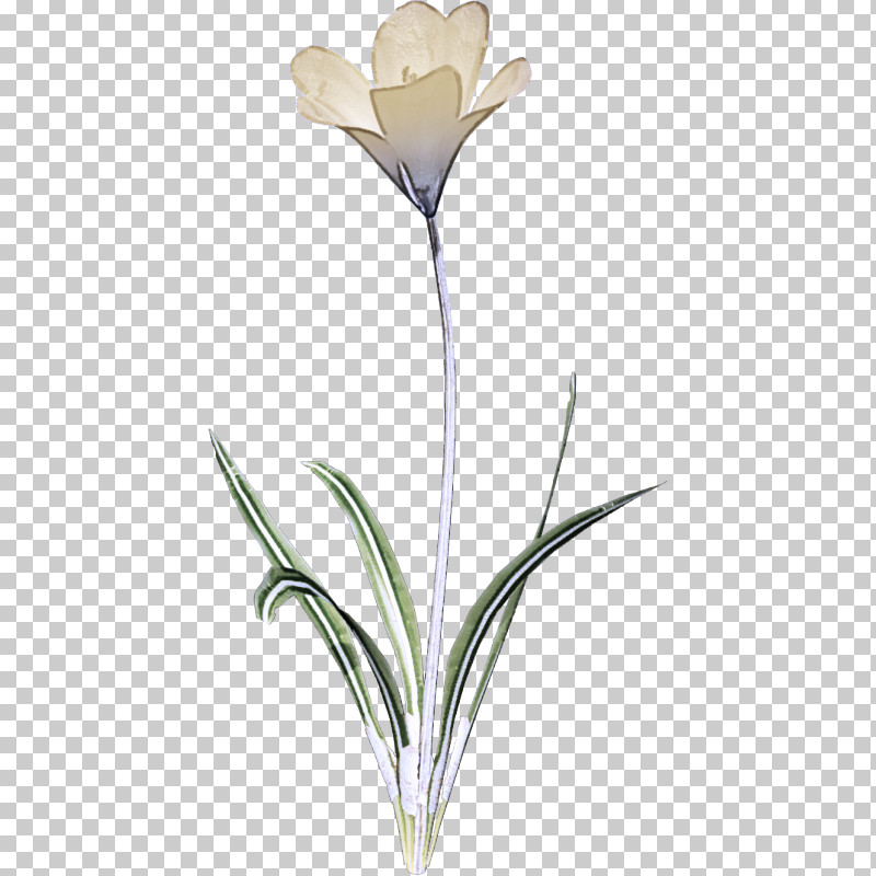 Cut Flowers Plant Stem Petal Flower Flowerpot PNG, Clipart, Biology, Cut Flowers, Flower, Flowerpot, Petal Free PNG Download