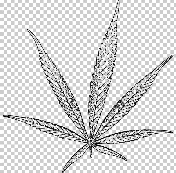 Cannabidiol Effects Of Cannabis Hash Oil Medical Cannabis PNG, Clipart, Black And White, Cannabidiol, Cannabinoid, Cannabis, Cannabis Sativa Free PNG Download
