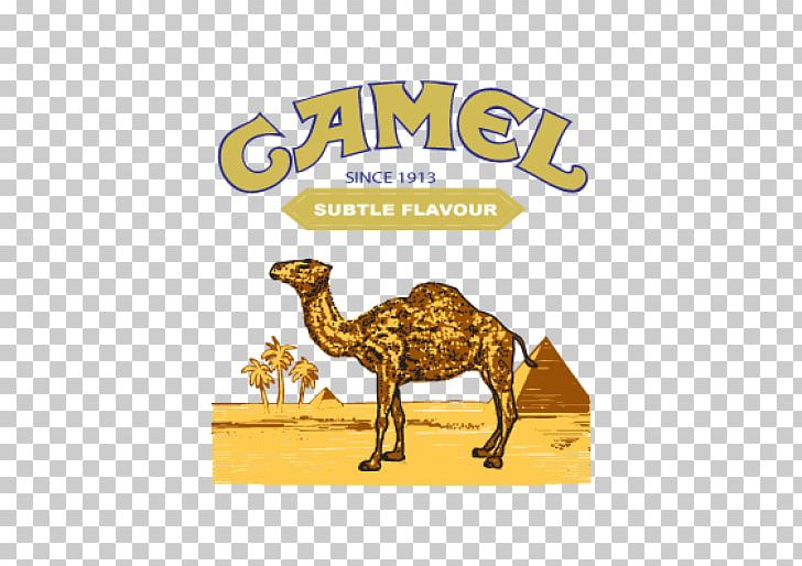 T-shirt Joe Camel Dromedary Cigarette PNG, Clipart, Arabian Camel, British American Tobacco, Camel, Camel Like Mammal, Camel Trophy Free PNG Download