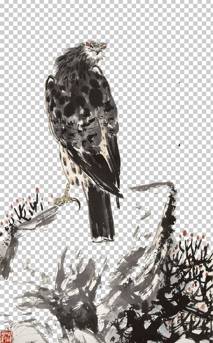 Bald Eagle Hawk Vulture PNG, Clipart, Accipitriformes, Animal, Animals, Art, Beak Free PNG Download