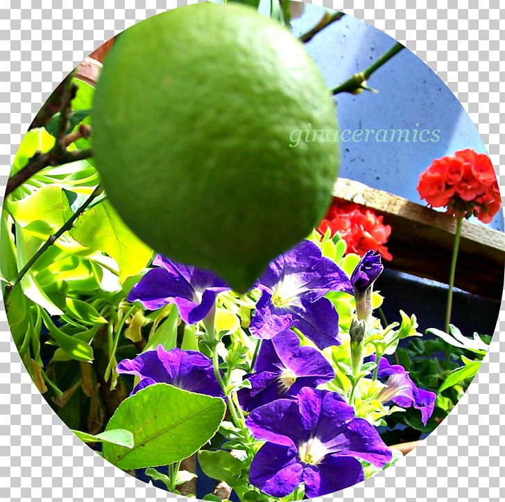 Citrus Leaf PNG, Clipart, Citrus, Fruit, Grass, Handpainted Perfume, Leaf Free PNG Download