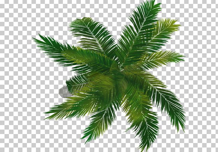 Fir Arecaceae Evergreen Spruce Pine PNG, Clipart, Arecaceae, Arecales, Branch, Com, Conifer Free PNG Download