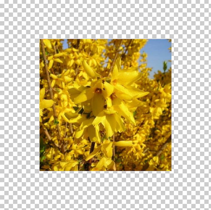 Hedge Forsythia × Intermedia Mock Oranges Nursery Garden PNG, Clipart,  Free PNG Download