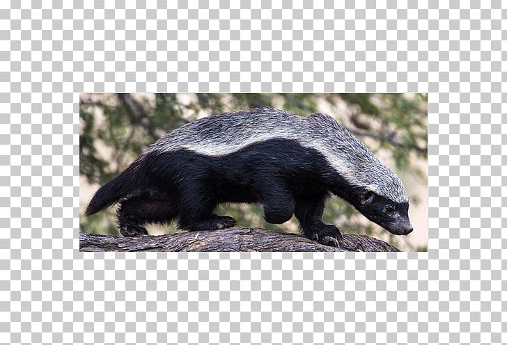 Honey Badger China Central Television Nature Mustelids PNG, Clipart, Animal, Approaching Science, Badger, Carnivoran, Cctv10 Free PNG Download