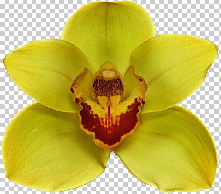 Moth Orchids Yellow Flower PNG, Clipart, Cattleya, Cattleya Orchids, Download, Flower, Flower Bouquet Free PNG Download