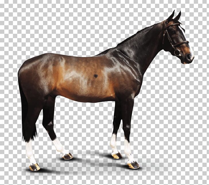 Clydesdale Horse Hanoverian Horse Stallion Foal Mare PNG, Clipart, Animal, Animal Figurine, Back, Bit, Bridle Free PNG Download