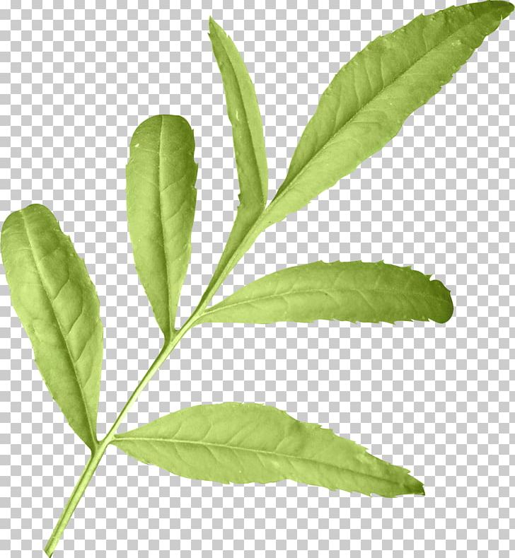 Leaf Herbalism Plant Stem Tree PNG, Clipart, Foliage, Foliage Green, Herb, Herbalism, Leaf Free PNG Download