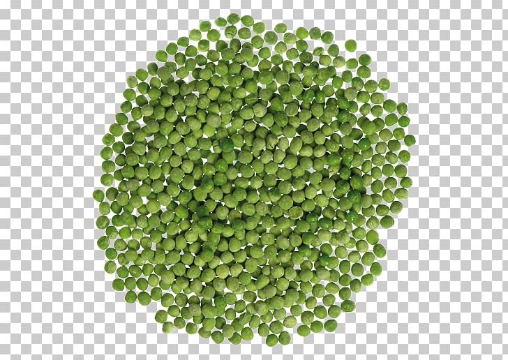 United States Plant PNG, Clipart, Avocado, Bean, Chamomile, George H W Bush, George W Bush Free PNG Download