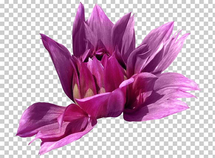 Dahlia Petal Cut Flowers PNG, Clipart, Cut Flowers, Dahlia, Flower, Flowering Plant, Magenta Free PNG Download