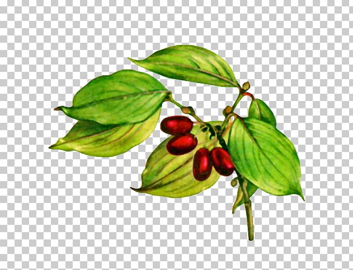 Fruit Cornelian Cherry Common Dogwood Flowering Dogwood White Dogwood PNG, Clipart, Apples, Auglis, Cornelian Cherry, Dogwood, Drawing Free PNG Download