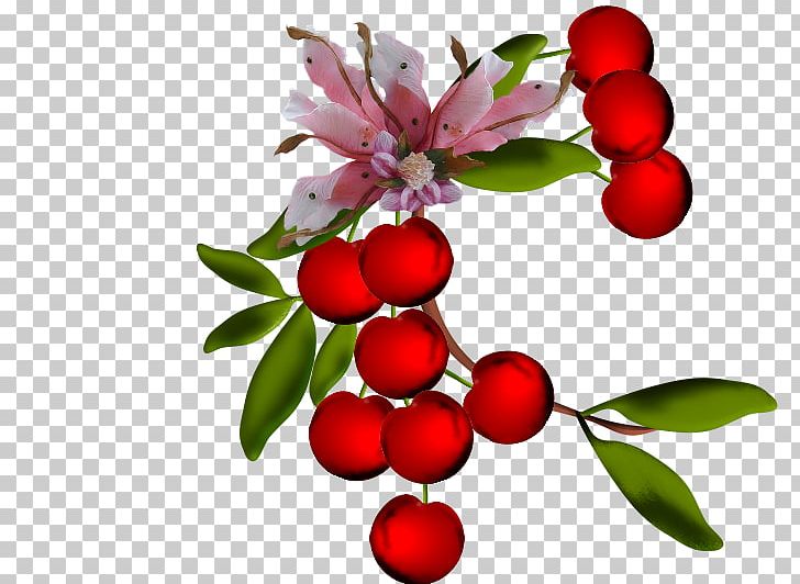 Lingonberry Sweet Cherry Fruit Cerasus PNG, Clipart, Aquifoliaceae, Berry, Branch, Cerasus, Cherry Free PNG Download