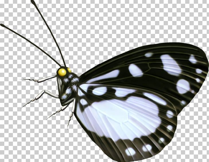 Monarch Butterfly Pieridae Moth Nymphalidae PNG, Clipart, Arthropod, Black Butterfly, Brush Footed Butterfly, Butterfly, Insect Free PNG Download
