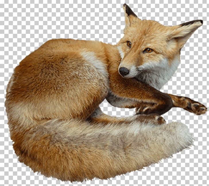 Red Fox Kit Fox Bird PNG, Clipart, Animal, Bird, Carnivoran, Com, Dog Like Mammal Free PNG Download