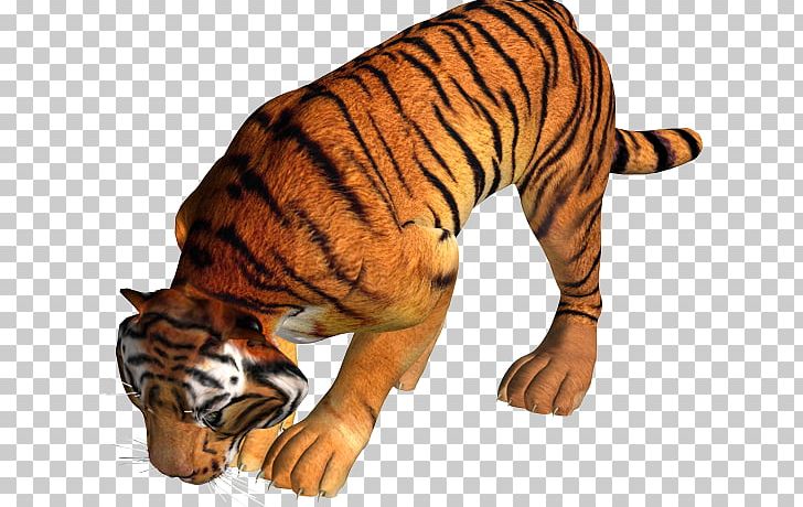 Tiger Lion Leopard PNG, Clipart, Animal Figure, Animals, Big Cat, Big Cats, Carnivoran Free PNG Download