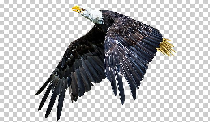 Bald Eagle Beak Bird Of Prey PNG, Clipart, Accipitriformes, Animals, Bald Eagle, Beak, Bird Free PNG Download