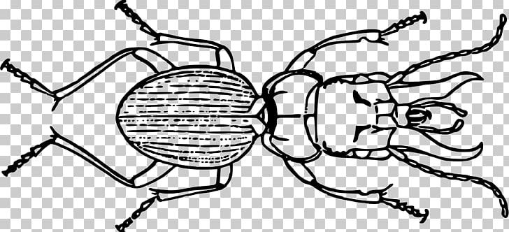Volkswagen Beetle Mecynognathus Damelii PNG, Clipart, Animal, Animals, Area, Artwork, Beetle Free PNG Download