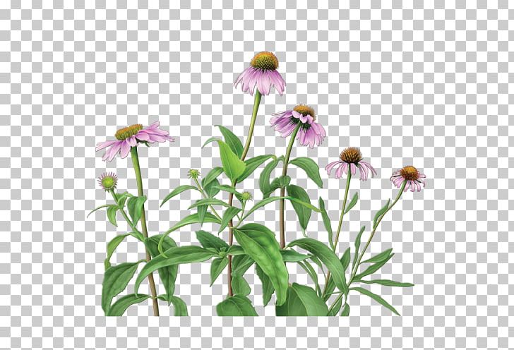 Herbal Tea Purple Coneflower Echinacea Angustifolia Dietary Supplement PNG, Clipart, Camellia Sinensis, Coneflower, Daisy Family, Dietary Supplement, Echinacea Angustifolia Free PNG Download