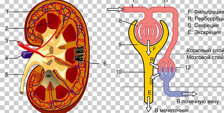 Kidney Renal Hilum Nephron Renal Pelvis Ureter PNG, Clipart, Adrenal Gland, Blood Vessel, Collecting Duct System, Excretory System, Human Body Free PNG Download