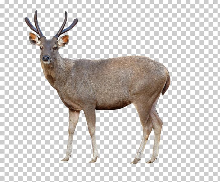 Red Deer Sika Deer Chital Stock Photography PNG, Clipart, Animal, Animals, Antelope, Antler, Axis Free PNG Download