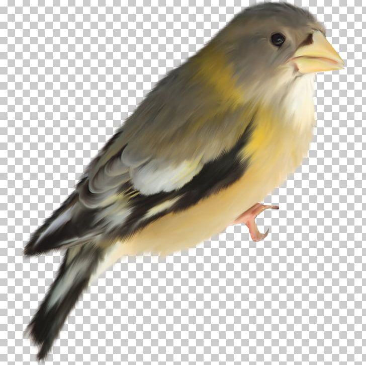 Bird Passerine Parrot Finches Beak PNG, Clipart, American Sparrows, Animals, Beak, Bird, Blue Free PNG Download