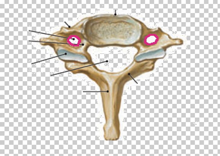 Cervical Vertebrae Human Vertebral Column Atlas PNG, Clipart, Anatomy, Articular Processes, Atlas, Cervical Vertebrae, Human Body Free PNG Download