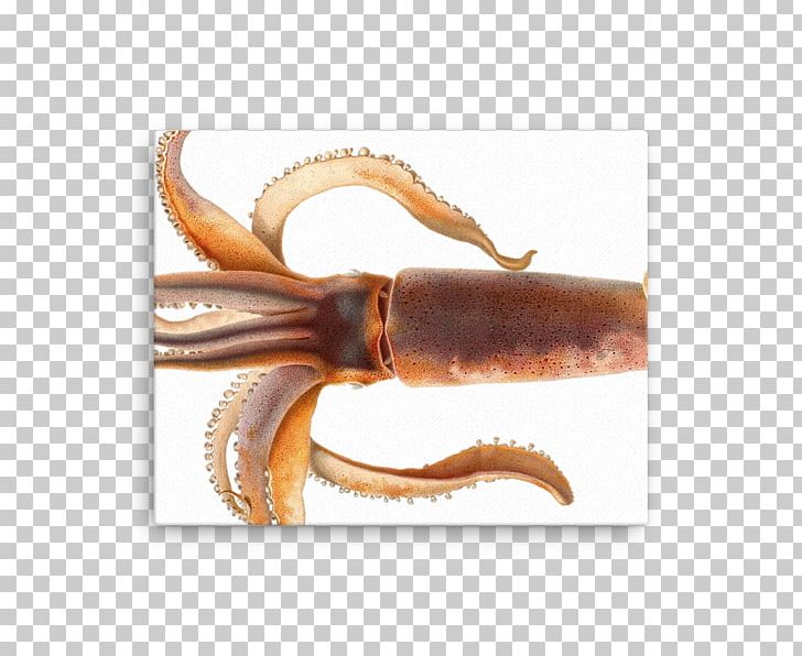European Flying Squid Cephalopod Animal PNG, Clipart, Animal, Art, Cephalopod, Colossal Squid, European Flying Squid Free PNG Download