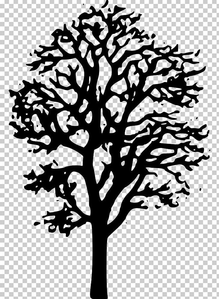 Japanese Maple Tree PNG, Clipart, Art, Autumn Leaf Color, Basswood, Beech, Black And White Free PNG Download