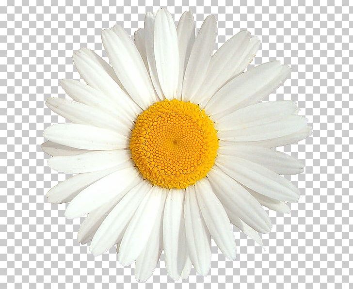 Savor Bowie 2018 OSNOVNA ŠOLA FRANA KRANJCA PNG, Clipart, Animaatio, Aster, Auguri, Chamomile, Chrysanths Free PNG Download