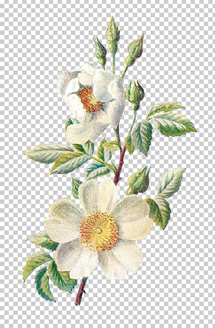 Familiar Wild Flowers Field Rose Dog-rose Plant PNG, Clipart, Botanical Illustration, Botany, Chromolithography, Cut Flowers, Dogrose Free PNG Download