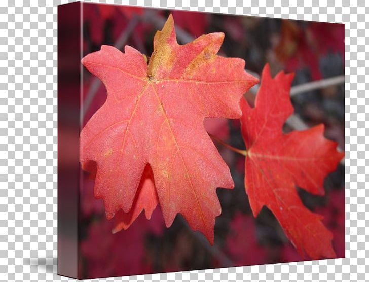 Maple Leaf PNG, Clipart, Autumn, Leaf, Maple, Maple Leaf, Maple Tree Free PNG Download