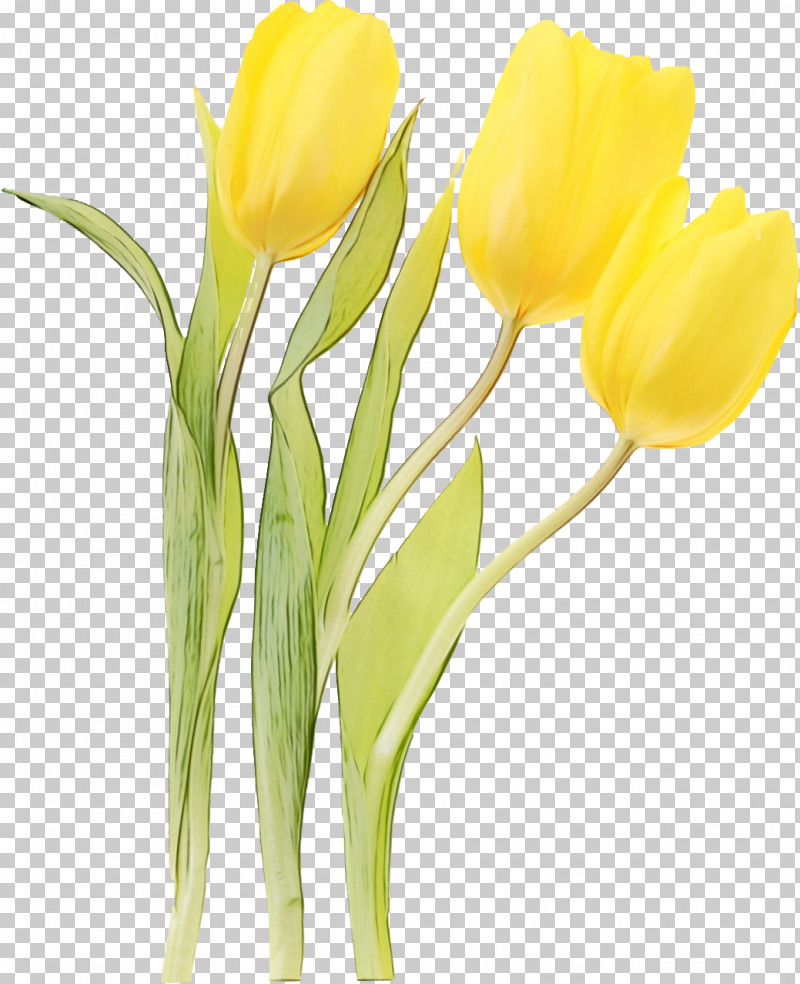 Artificial Flower PNG, Clipart, Artificial Flower, Arum Family, Bud, Crocus, Cut Flowers Free PNG Download