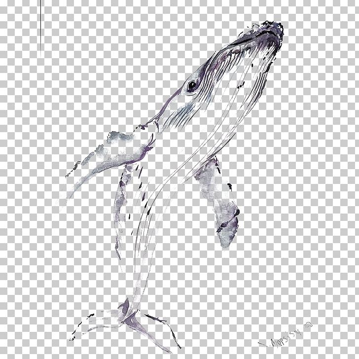 Balaenidae Beluga Whale Drawing Blue Whale PNG, Clipart, Animals, Baleen Whale, Beak, Bird, Black Free PNG Download