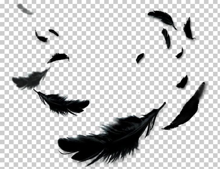 Feather Black Color PNG, Clipart, Animals, Black, Black And White, Color, Feather Free PNG Download